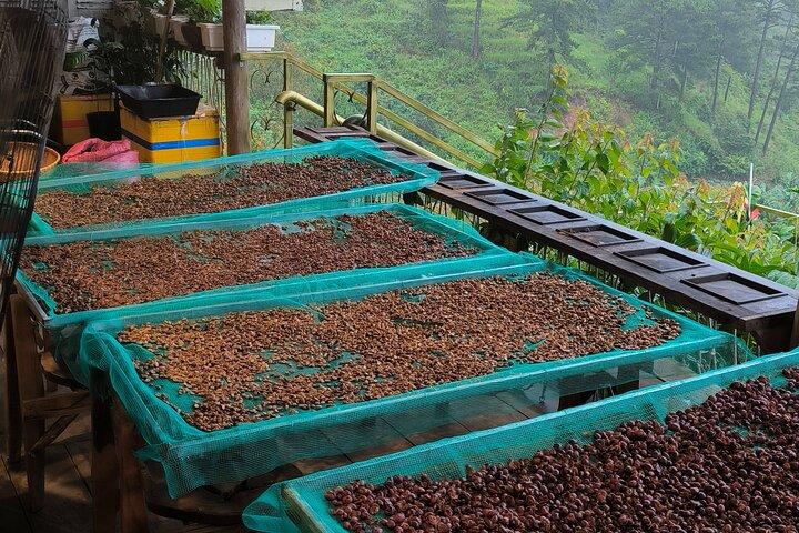Oplev specialkaffe med bæredygtige kaffebønder