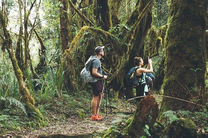Kilimanjaro nationalpark Minivan privat tur