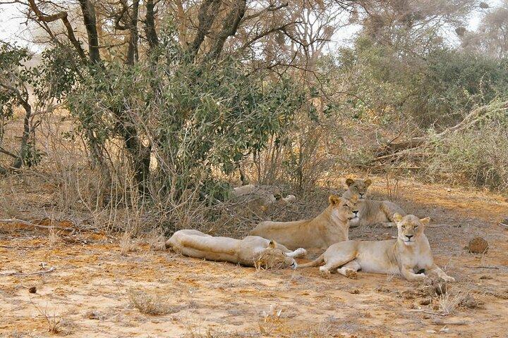4 dagars safari till Amboseli & Taita Hills från Nairobi