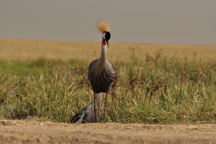 5 dage Safari Tarangire, Ngorongoro og Serengeti Royal Experience
