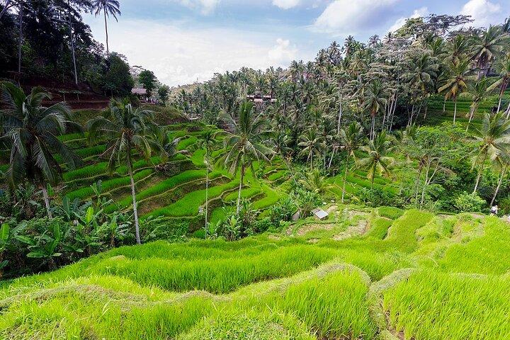 Explorer Bali en 4 jours : Route vers la campagne de Bali