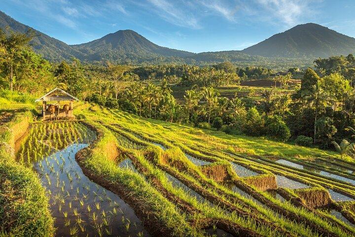 Explorer Bali en 4 jours : Route vers la campagne de Bali