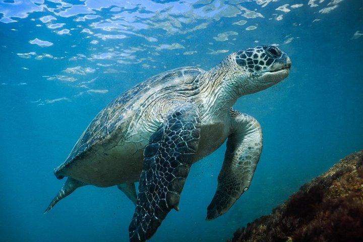 Schnorcheln mit Schildkröten