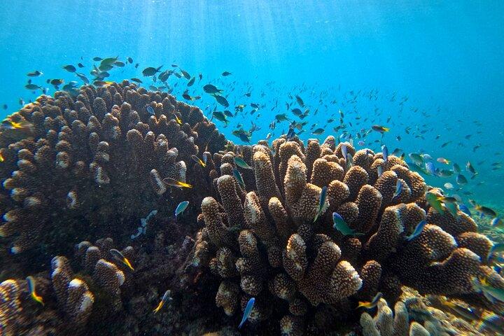 Cairns Great Barrier Reef Schnorcheln und Flugabenteuer