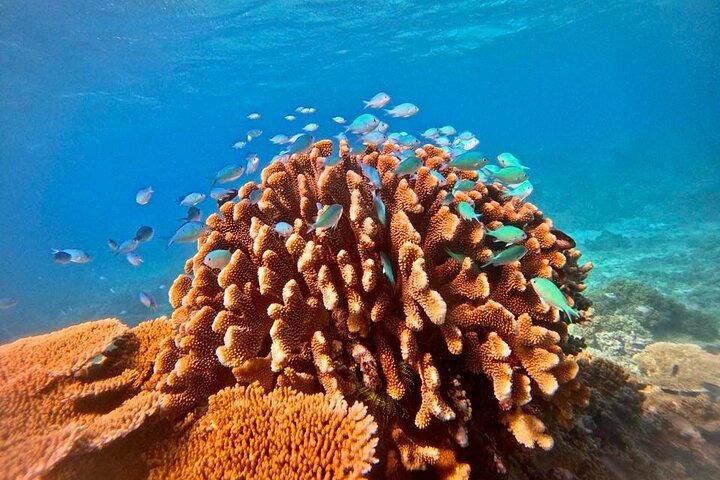 Cairns Great Barrier Reef Schnorcheln und Flugabenteuer