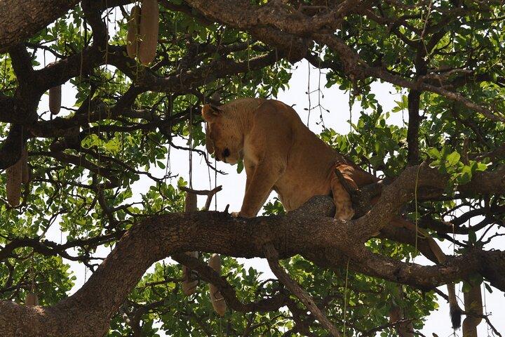 5日間ミッドレンジバルーンサファリタランギル、ンゴロンゴロ＆セレンゲティ