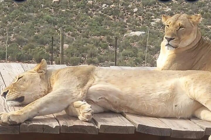 Cape town: Aquila sunset safari tour with lunch included