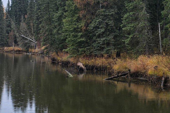 Chena Hot Springs Day Adventure