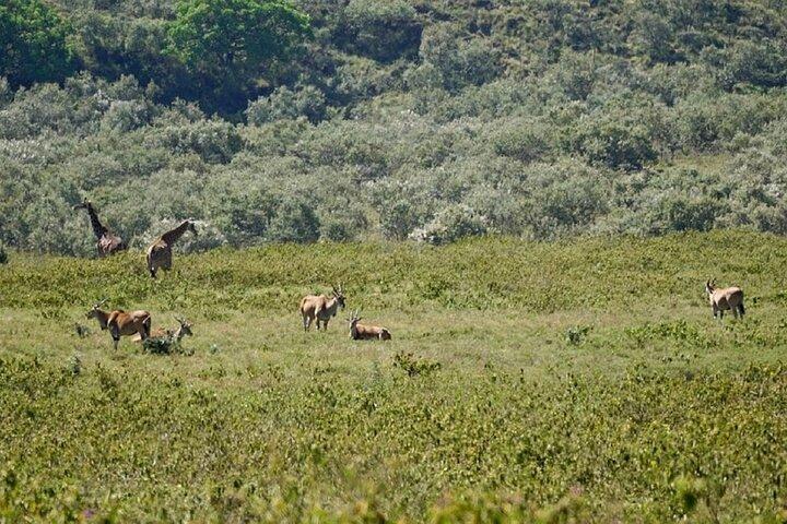 1 Tag Wanderung auf den Mount Longonot mit optionaler Bootsfahrt ab Nairobi
