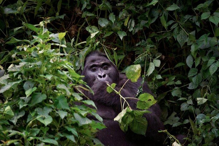 Gorilla Trekking Adventure em Bwindi Impenetrable Forest
