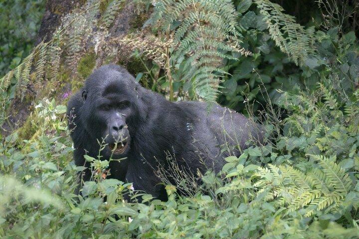 Gorilla Trekking Adventure em Bwindi Impenetrable Forest