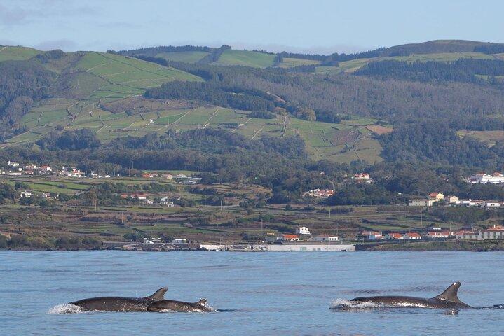 Terceira Island: Observação de baleias + nadando com golfinhos