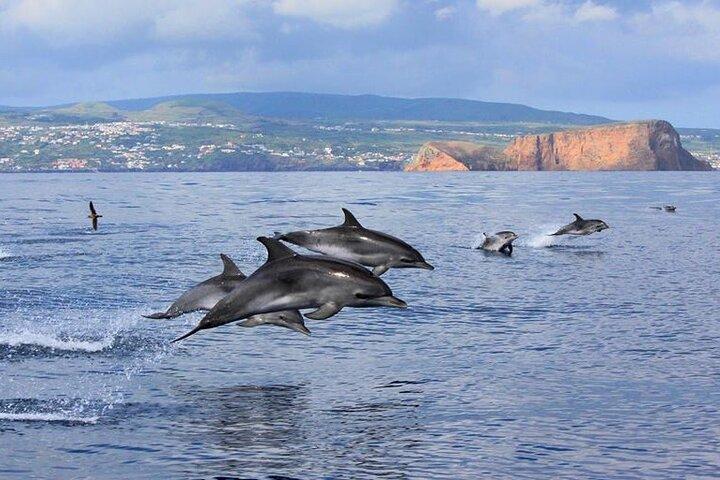 Terceira Island: Observação de baleias + nadando com golfinhos