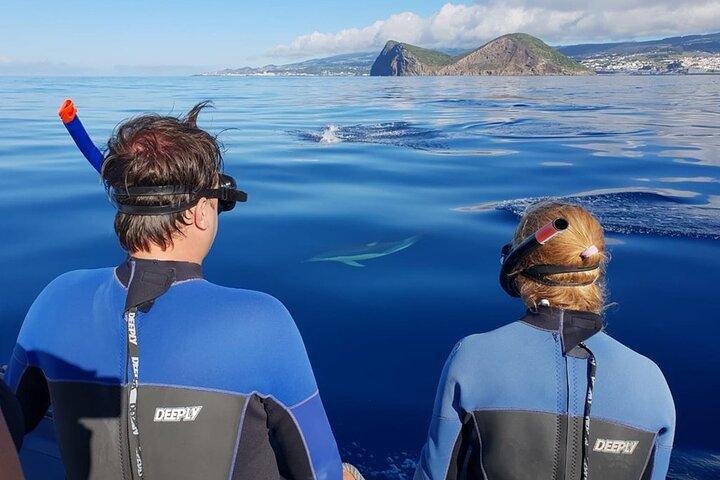 Terceira Island: Svømning med delfiner + snorkling