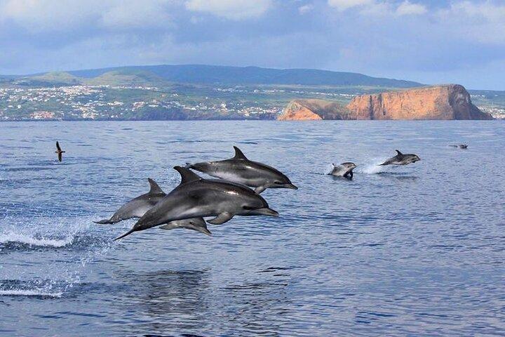 Isla Terceira : Natación con Delfines + Snorkel