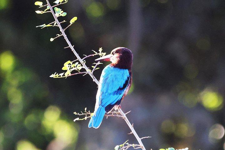 コロンボとネゴンボからのオールインクルーシブ ウダワラウェ国立公園サファリ デイ ツアー