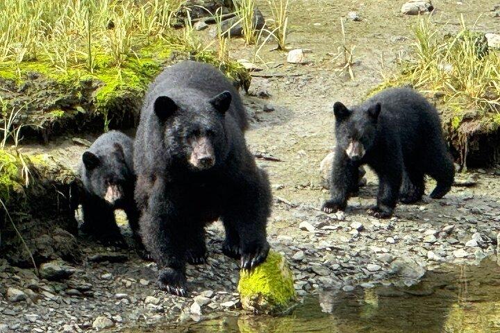 Ketchikan Avventura nella foresta pluviale Tour Natura & Fauna
