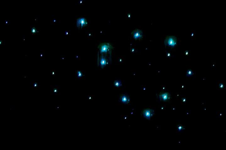 オークランド港からのミルキーウェイグローワーム洞窟ツアー