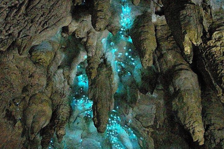 オークランド港からのミルキーウェイグローワーム洞窟ツアー