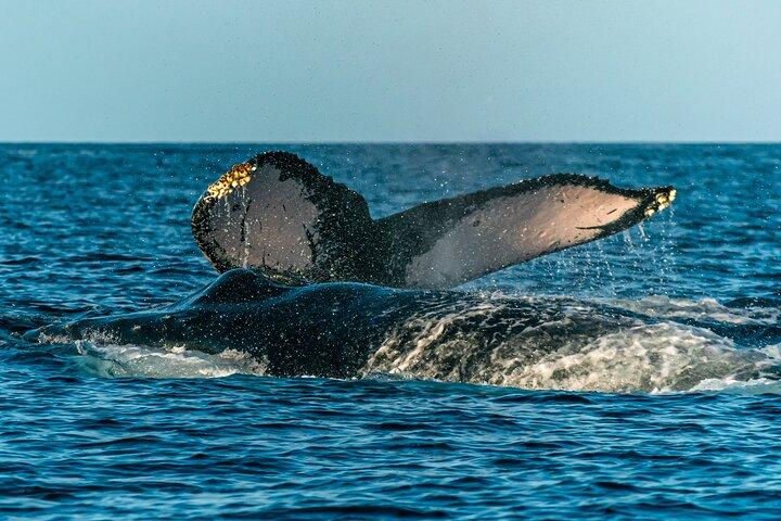 Eco-Raft di Maui: Turtle Snorkel + Whale Watch Tour (*New 2n1 )