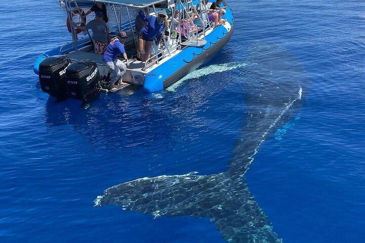 Eco-Raft di Maui: Turtle Snorkel + Whale Watch Tour (*New 2n1 )