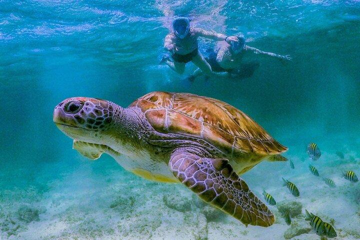 Hoteller i nærheden af Dimaniyat Islands Snorkeling Tour