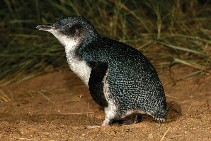 メルボルン発フィリップ島ペンギンパレード午後ツアー