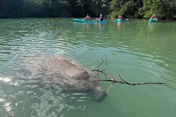 バージニアキー発のマナティーシーズンガイド付きパドルツアー