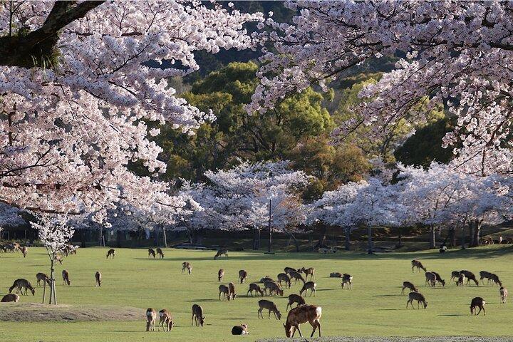 Partenza da Osaka & Kyoto: Classic Nara Park & Fushimi Inari Tour