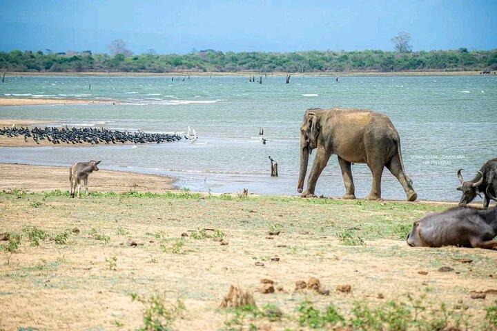 Udawalawe Safari dagtrip olifanten en wilde dieren vanuit Galle