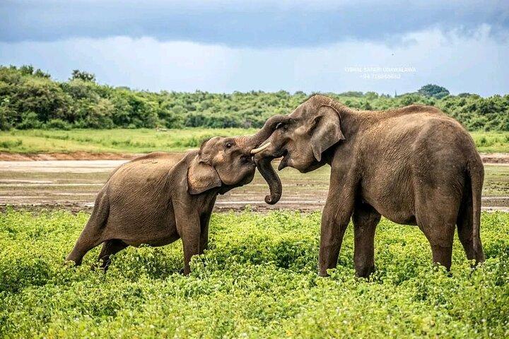 Udawalawe Safari dagtrip olifanten en wilde dieren vanuit Galle