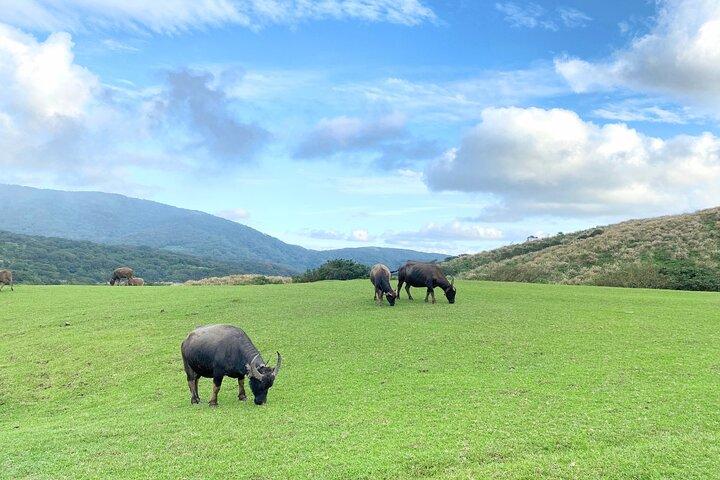 Dagtour in Yangmingshan & Beitou vanuit Taipei (kleine groep)