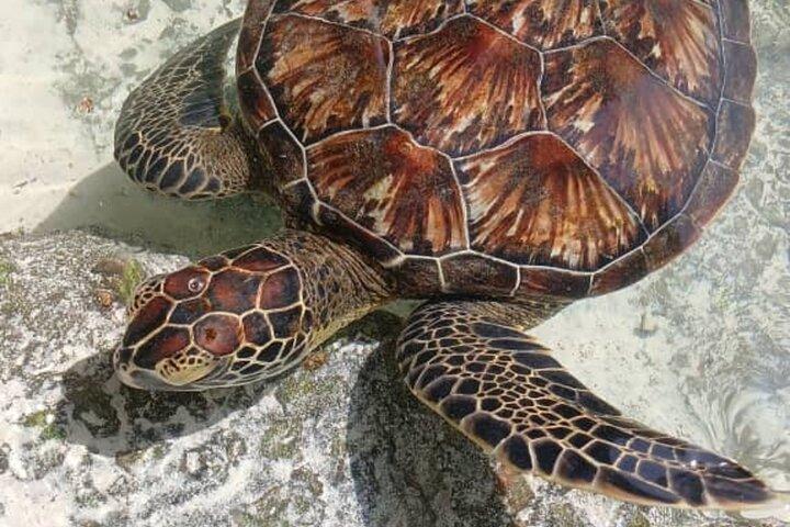 終日ザンジバルイルカ、タートルサラーム洞窟＆ジョザニの森