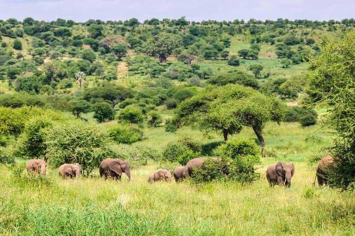1 Tag Safari Tour zum Mikumi Nationalpark von Sansibar