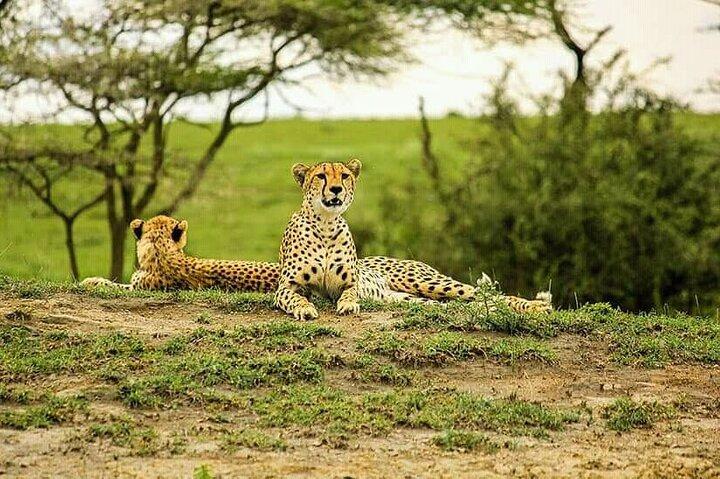 1 Tag Safari Tour zum Mikumi Nationalpark von Sansibar