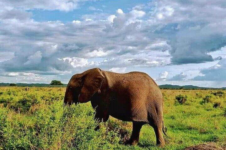 1 Tag Safari Tour zum Mikumi Nationalpark von Sansibar