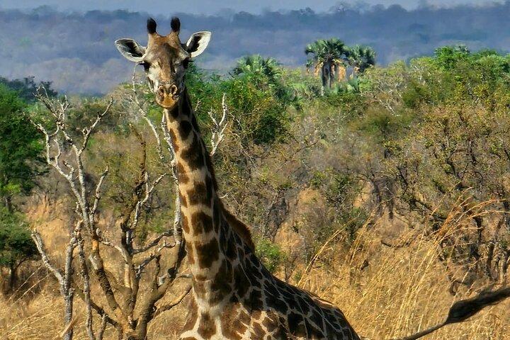 Safari 3 dage Fra Zanzibar Til Mikumi National Park med færge