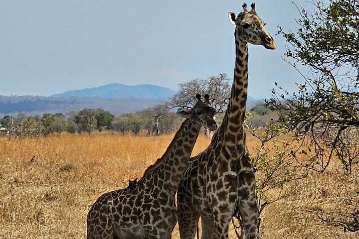 Safari 3 dage Fra Zanzibar Til Mikumi National Park med færge
