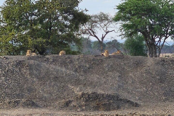 Safari 3 dage Fra Zanzibar Til Mikumi National Park med færge