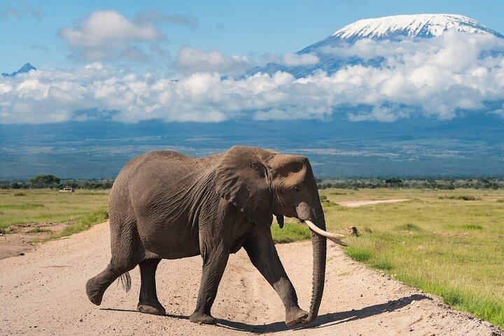 5 Tage Amboseli, Tsavo Diani