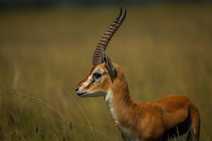 5 Tage Amboseli, Tsavo Diani