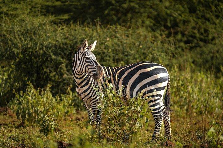 5 Tage Amboseli, Tsavo Diani