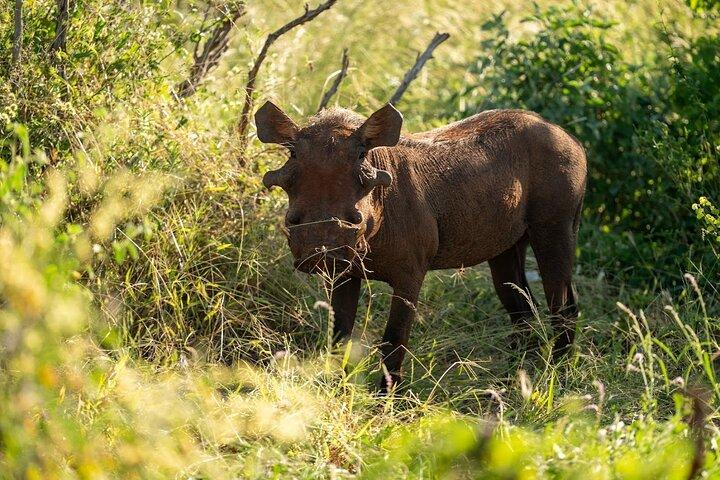 5 Tage Amboseli, Tsavo Diani