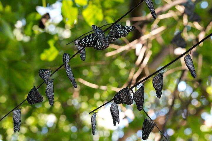 Private Amami Nature and Culture Experience