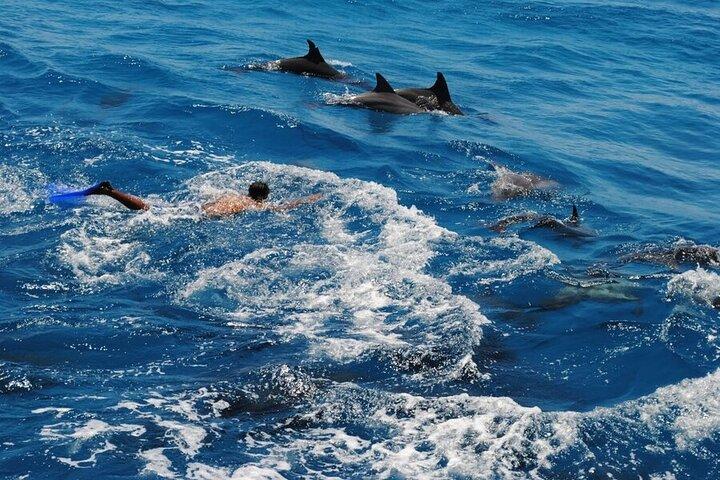 Hurghada Dolphin House Heldagstur med snorkling + färsk havslunch