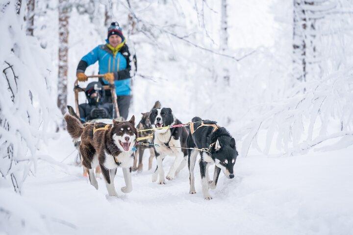 Privat Husky-sledehundekørsel: Kør eller Rijd – 2 timer fra Tromsø
