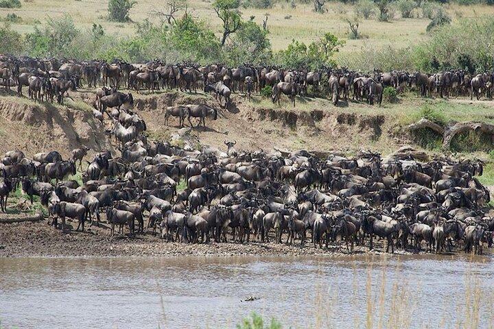 Descubre 6 días (migración al Serengueti del Norte) - Cruce del río Mara