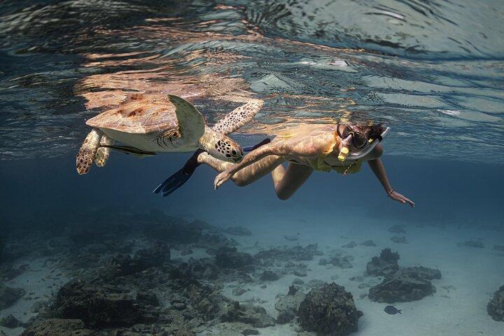 Galardonada tortuga privada de buceo de Aruba | Video Incluido