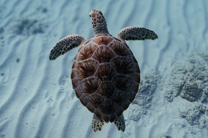 Galardonada tortuga privada de buceo de Aruba | Video Incluido
