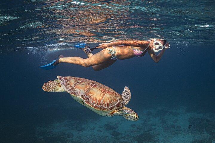 Award-Winning Private Turtle Snorkeling Aruba | Video Included